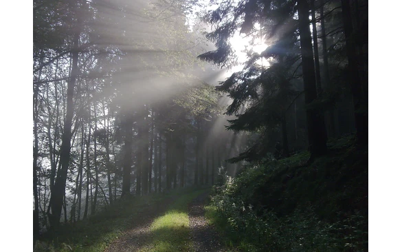 Nebel im Sauerland 2_Foto Susanne Thomas - Kopie.jpg