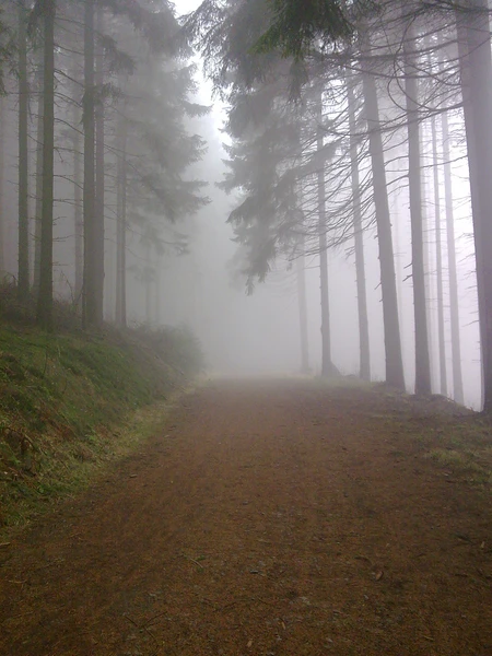 Nebelwaldweg im Sauerland_Foto Susanne Thomas.jpg