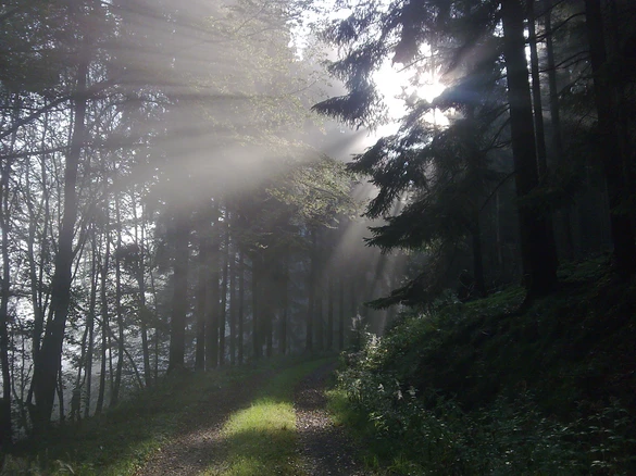 Nebel im Sauerland 2_Foto Susanne Thomas - Kopie.jpg