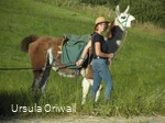 Ursula Oriwall, Lamawanderführerin im Hochsauerland